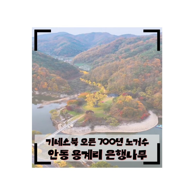 [안동 가을 여행] 기네스북에 오른 700년 노거수, 안동 용계리 은행나무 단풍 명소 총정리