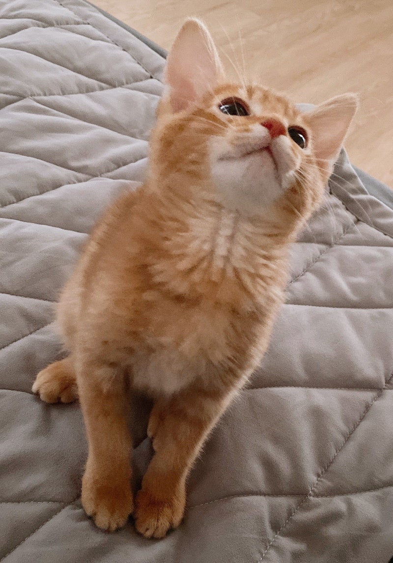 "턱에 까만 점이 콕콕..." 고양이 턱드름이 생기는 이유