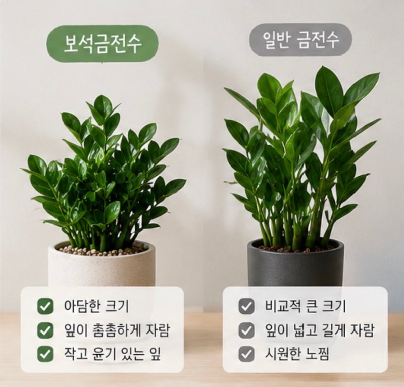 “물을 자주 줬더니 오히려 시들었어요” 보석금전수 키울 때 가장 중요한 것