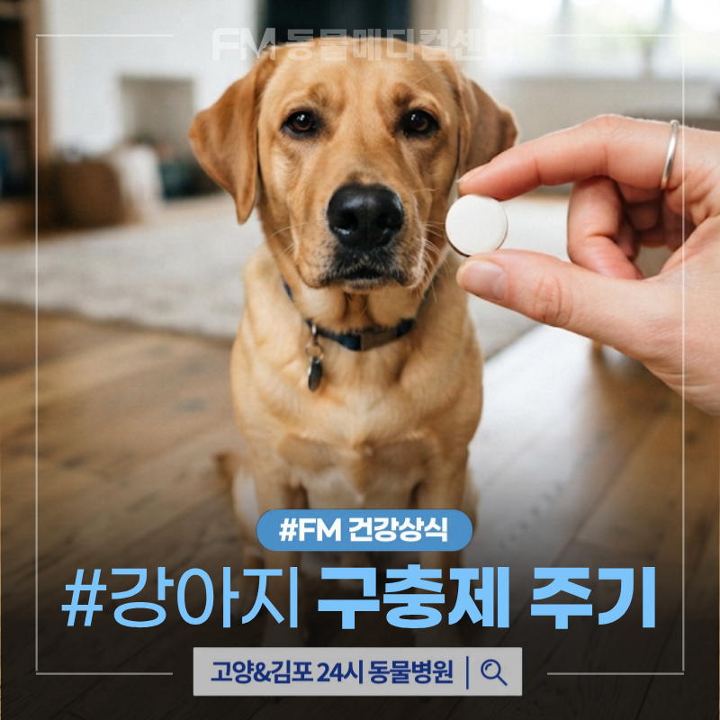 강아지 구충제 주기와 종류, 심장사상충약과 외부구충제는 어떻게 다를까요?