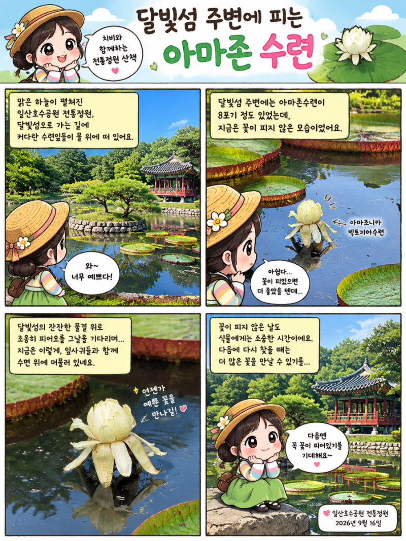 일산호수공원 전통정원, 가을빛 연못에서 만난 아마조니카 빅토리아수련