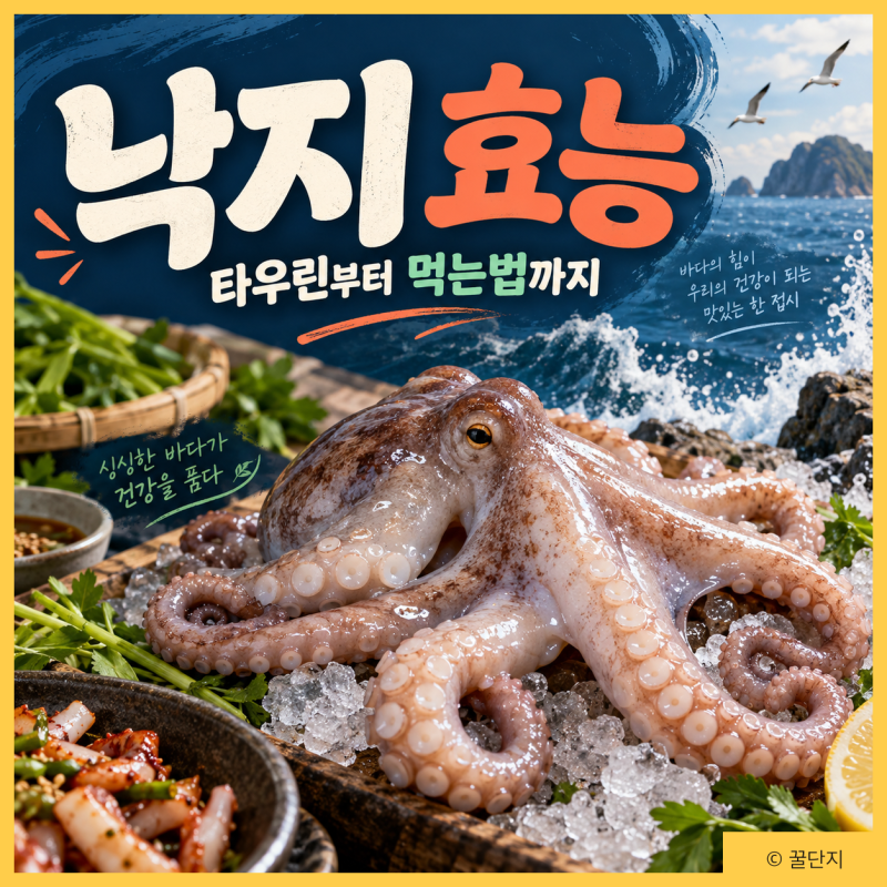 낙지 효능, 천연 피로회복제? 영양성분 칼로리 타우린 함량 먹는법 주의사항