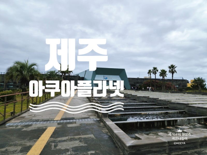 비 오는 날 제주 여행 최고의 선택ㅣ 아쿠아플라넷 제주의 오션아레나 공연과 메인 수조 식....