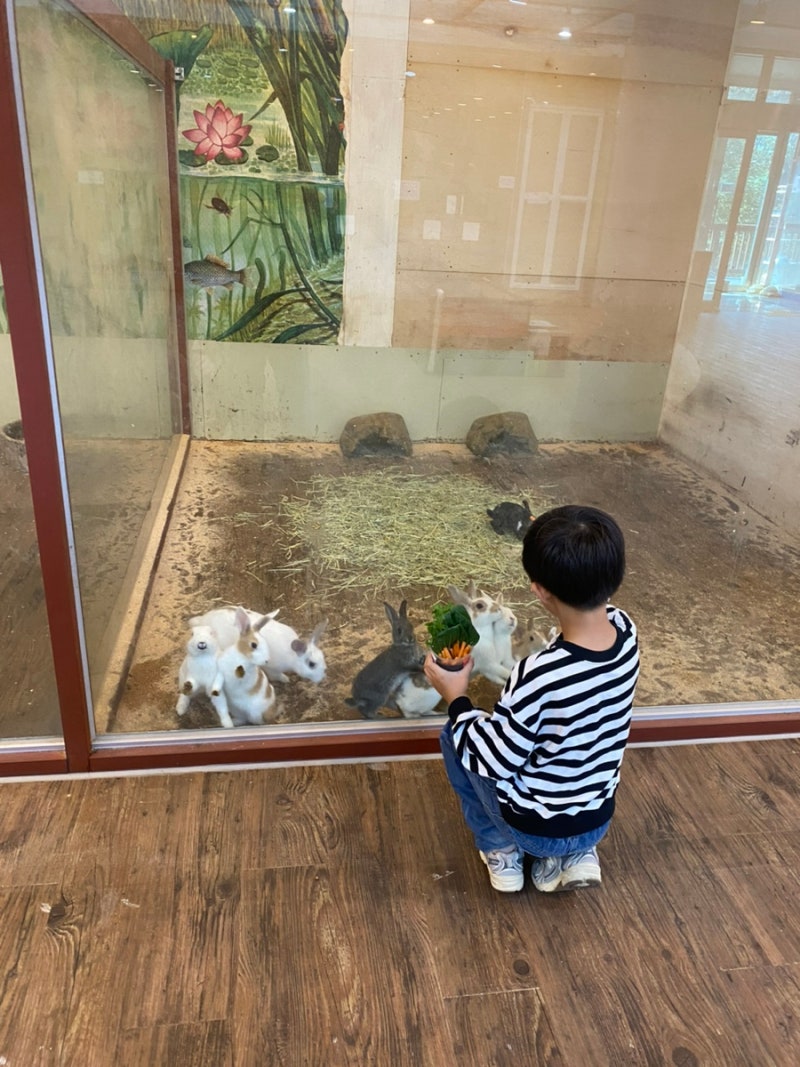 평창 아이와 동물체험 토끼의숲 동물원 7살 아이와 다녀온 후기