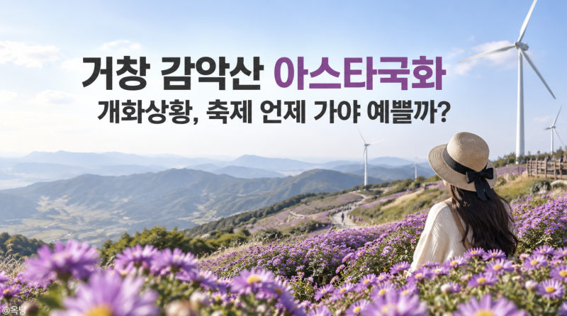 거창 감악산 아스타국화 개화상황 축제 언제 가야 예쁠까?