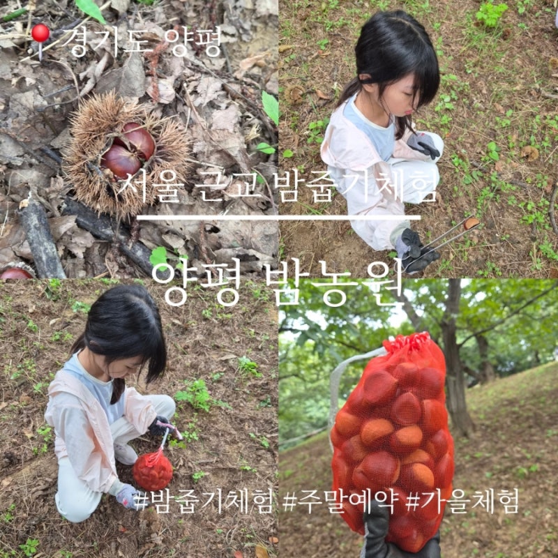 서울 근교 밤줍기체험, 양평밤농원 아이들과 다녀온 후기