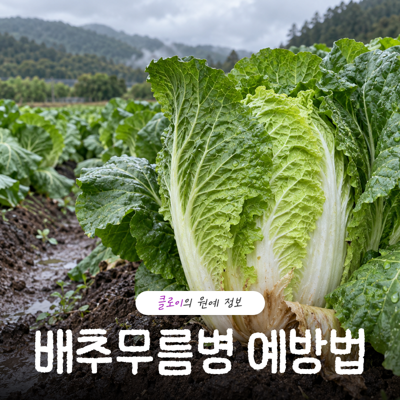 “배추 밑동이 물컹하고 냄새가 나요” 배추무름병 예방법 및 약제 종류