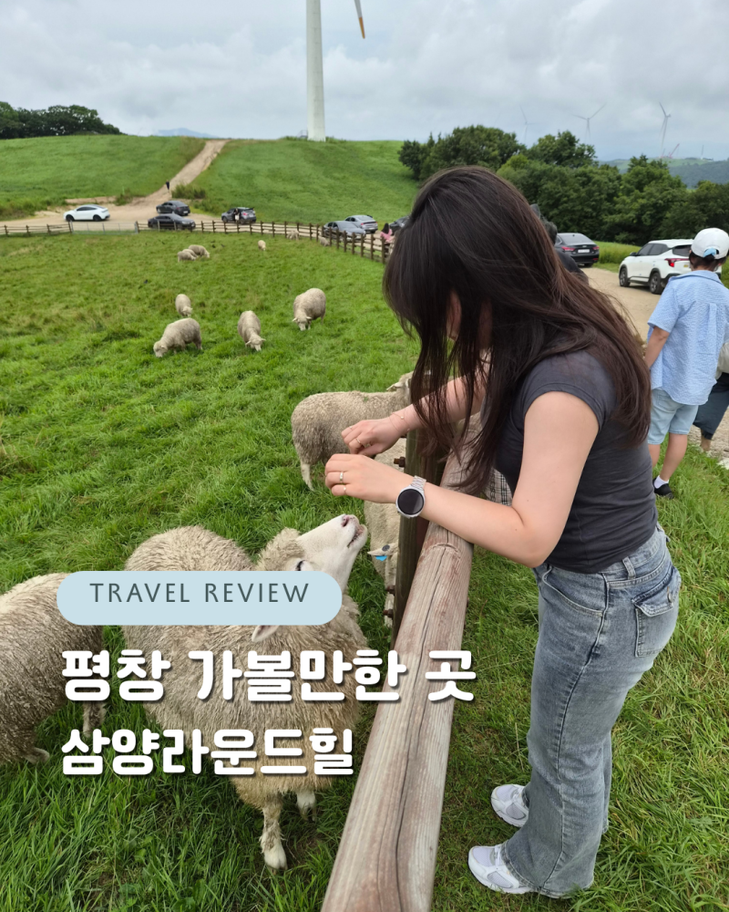 대관령 양떼목장 삼양라운드힐 흐린 날 직접 가본 후기