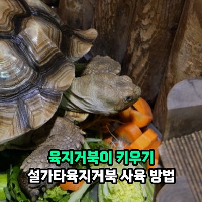 육지거북이 키우기, 장수하는 거북이 종류 설가타육지거북 수명 먹이 사육 방법은?
