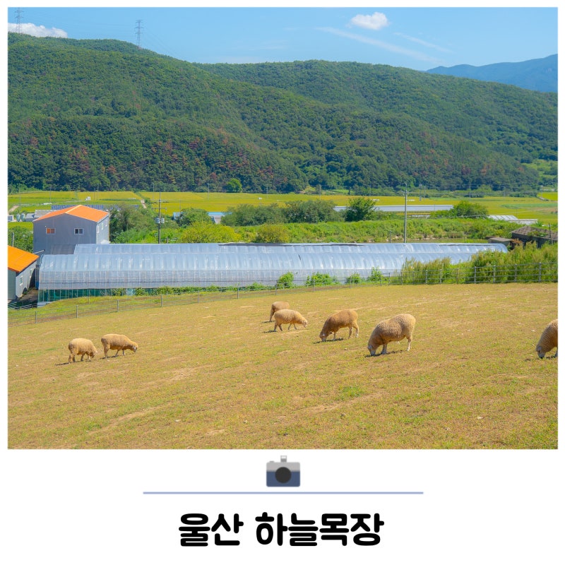 울산 하늘목장 양떼목장 부산 근교 아이랑 가볼만한곳