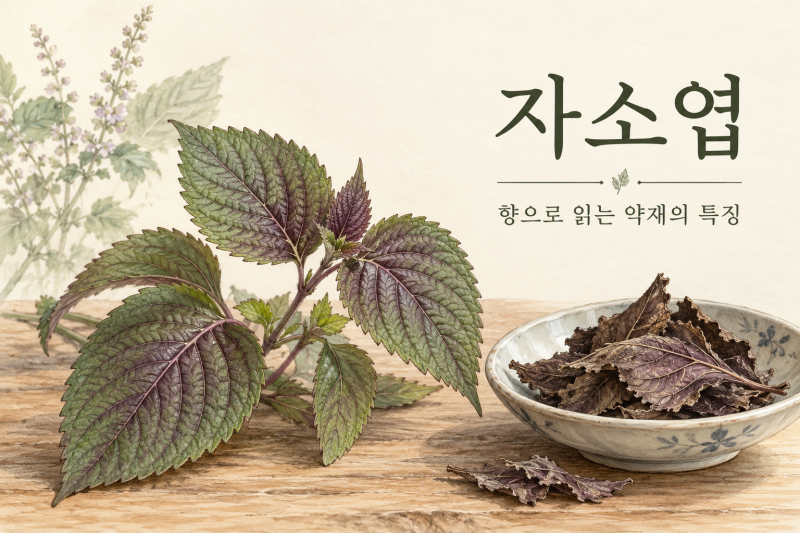 자소엽 효능은? 감기와 소화불량에 함께 쓰는 이유｜향소산·알레르기 연구까지