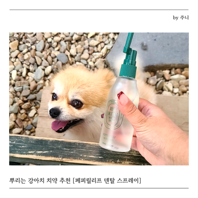 강아지 치약 추천 페피릴리프 치약, 구강 스프레이로 입냄새 제거