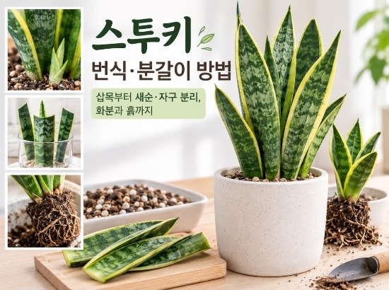 스투키 번식·분갈이 방법｜삽목부터 새순·자구 분리, 화분과 흙까지