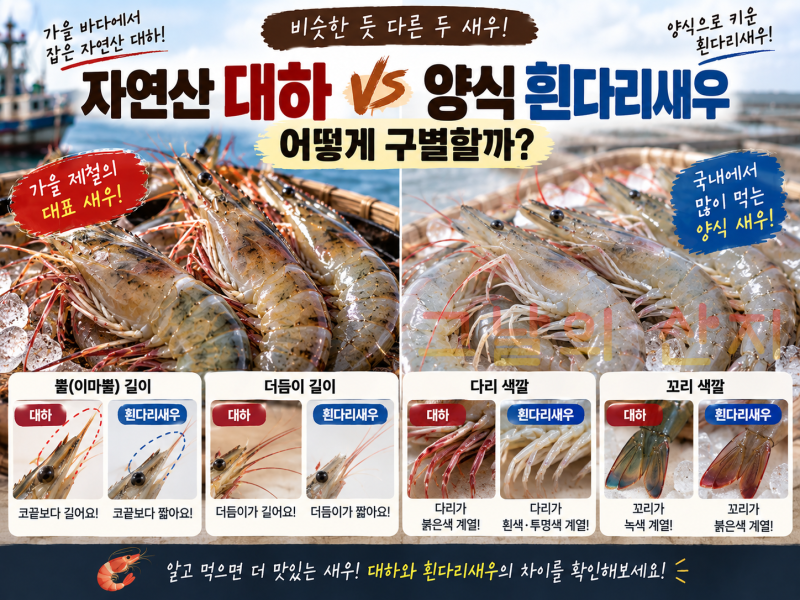 자연산 대하 vs 양식 흰다리새우 차이｜어떻게 구별할까?