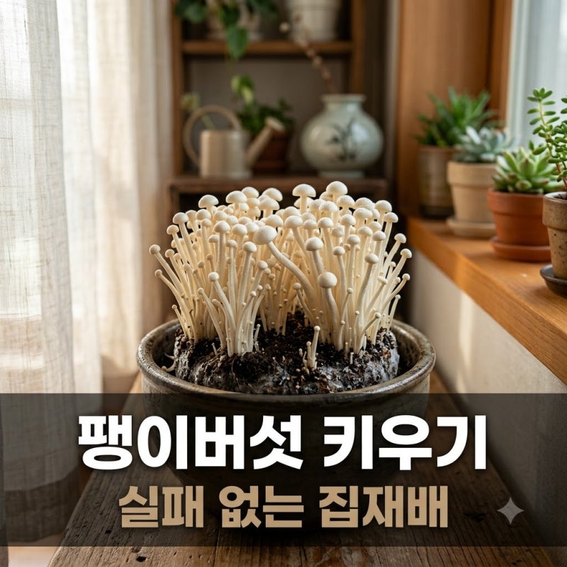 "돈 주고 왜 사 먹지?" 팽이버섯 키우기 실패 없는 집재배 노하우