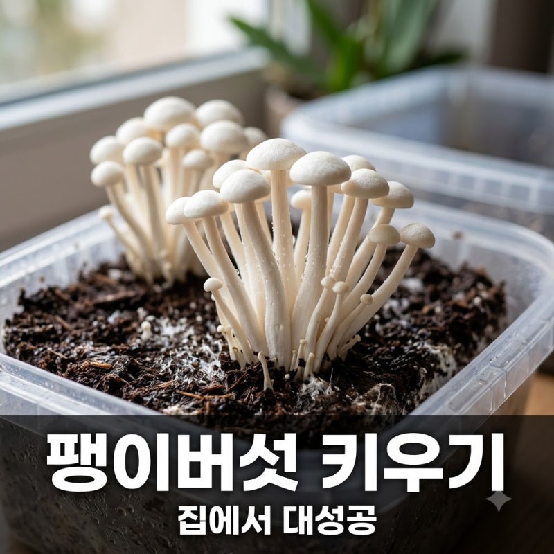 "밑동 버리지 마세요" 팽이버섯 키우기 집에서 성공하는 이것