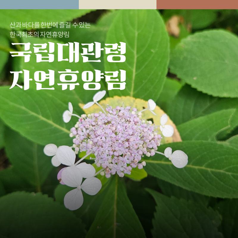 강릉 국립대관령자연휴양림 연립동 동고비 아이와 함께한 1박2일 가족여행