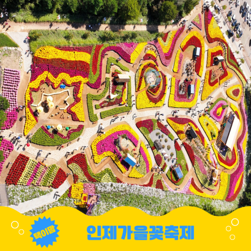 2026 인제가을꽃축제 일정 주차 입장료, 용대관광지 가을꽃 가족여행