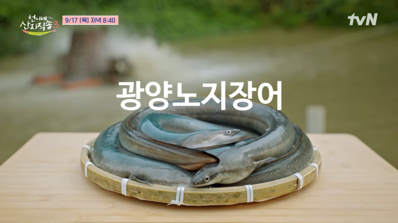 언니네산지직송 광양 노지장어 양식장 촬영지 노지황토장어 택배 주문