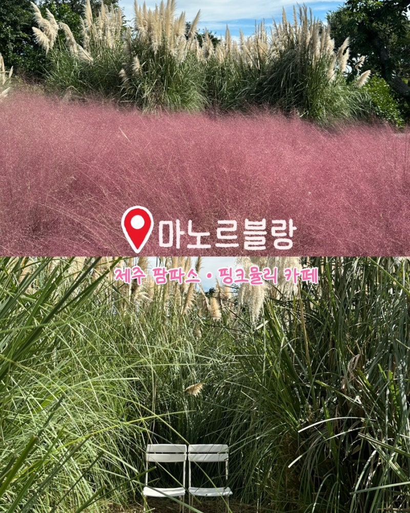 濟州粉黛亂子草名所 Manor Blanc (9月10月潘帕斯草與粉黛亂子草即時花況及盛開時期)