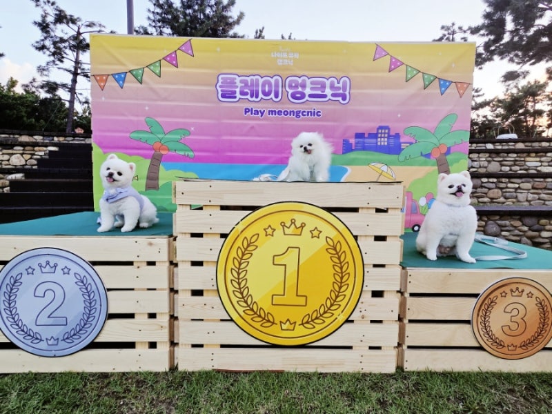 부산 다대포해수욕장 멍크닉 후기! 노을과 음악이 함께하는 반려견 축제 (다대포 일출명소)