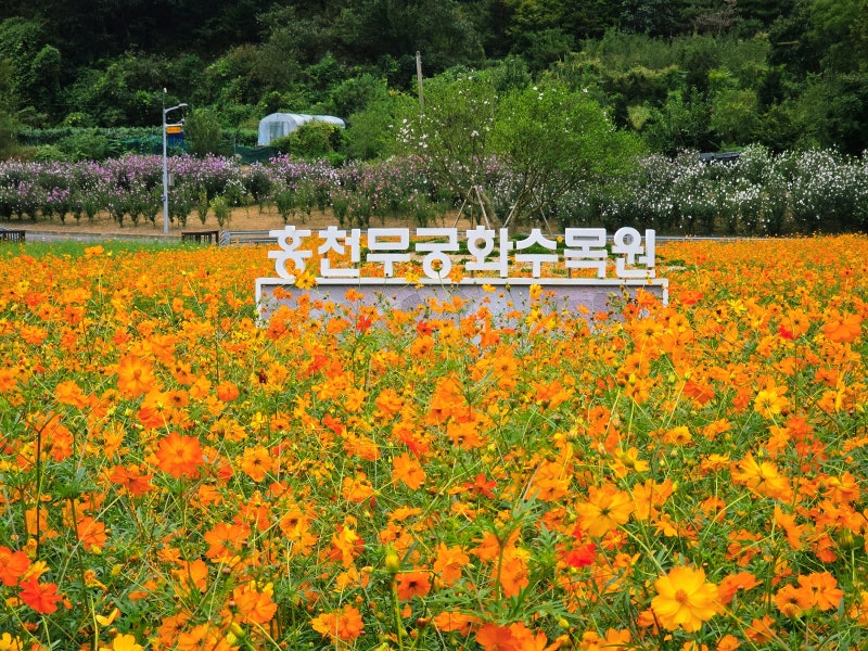 홍천 가을여행코스 홍천 무궁화 수목원에 황화코스모스가 피어납니다