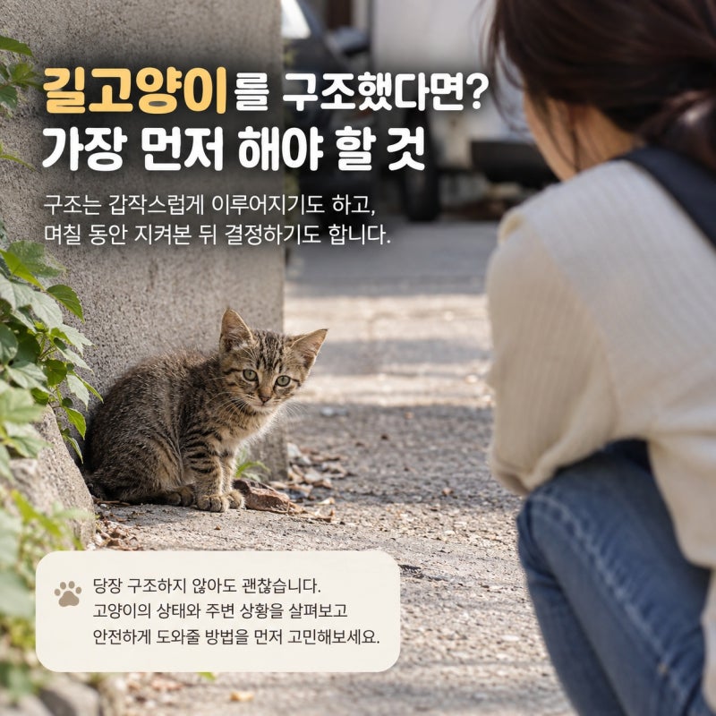 길고양이를 구조했을 때 가장 먼저 해야 할 것