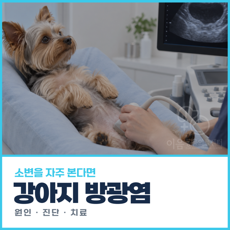 강아지방광염 | 소변을 자주 보거나 혈뇨가 나타난다면? 원인·진단·치료 [24시이음동물의료....