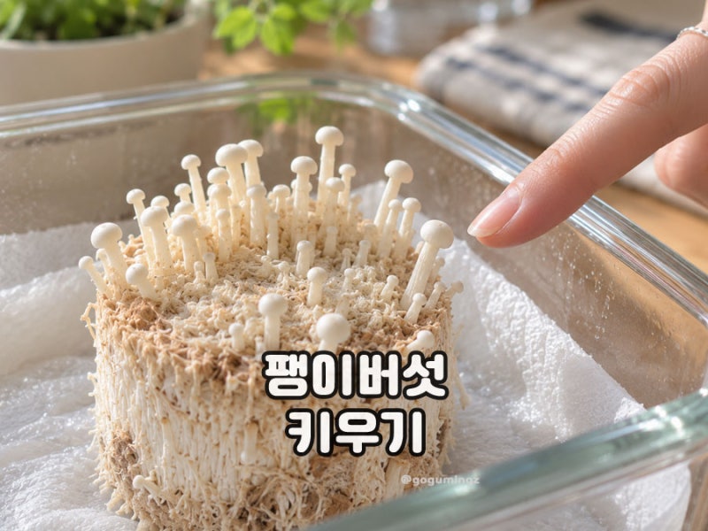 팽이버섯 키우기 집에서 먹고 남은 밑동으로 키우는 방법