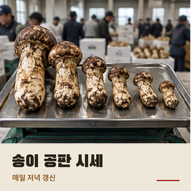 송이 공판 시세 9월 16일 2026년 첫 공판 떴습니다｜햇송이 자연송이 가격 매일 갱신