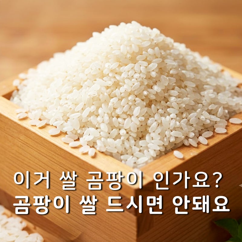 쌀 곰팡이 왜 생기나 했더니, 보관 방법이 문제였어요.