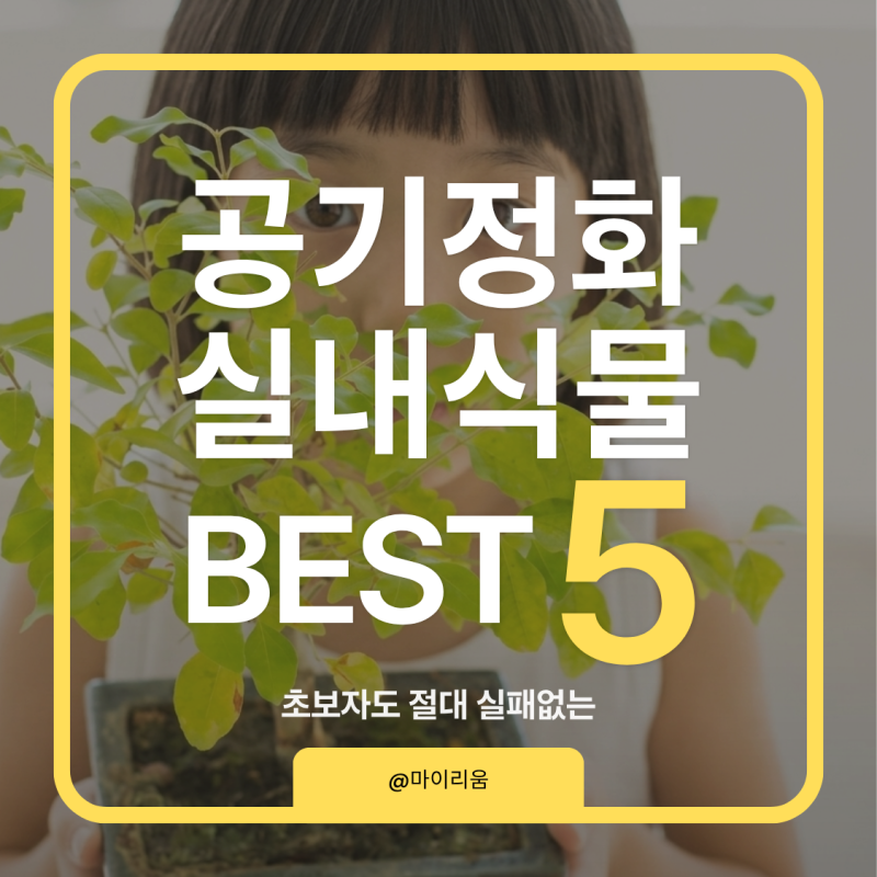 가습효과 있는 실내 공기정화 식물 BEST 5 추천