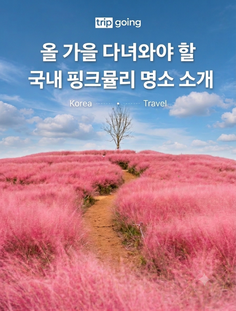 올 가을 국내 핑크뮬리 명소 축제 시기 소개 ( 경주 , 고창 , 평택 , 합천 , 제주 , 포천 , 양주 ,....