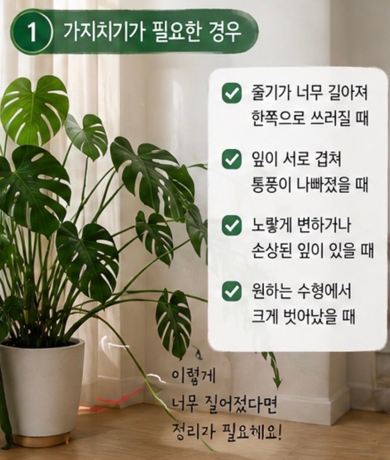 너무 커진 몬스테라 잘라봤어요, 가지치기는 잎보다 ‘이곳’이 중요해요