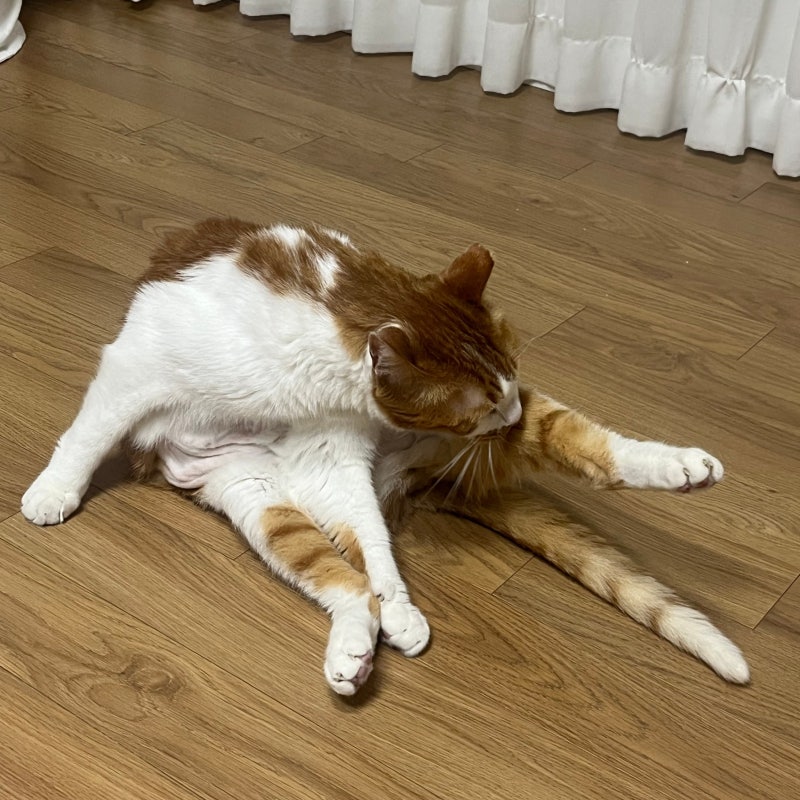 고양이 털빠짐, 원형탈모까지 발견됐다면 비상!