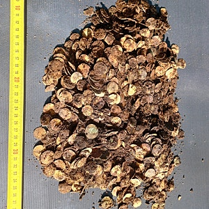 금속 탐지기 돌리다 '잭팟'… 바이킹시대 은화 4.5kg 무더기 발견