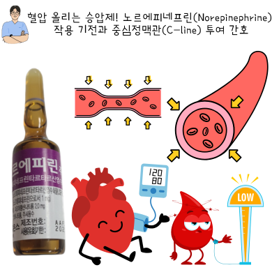 혈압 올리는 승압제! 노르에피네프린(Norepinephrine) 작용 기전과 중심정맥관(C-line) 투여 간호