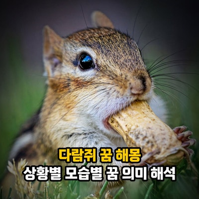 다람쥐 꿈 해몽, 상황별 모습별 꿈 의미 해석