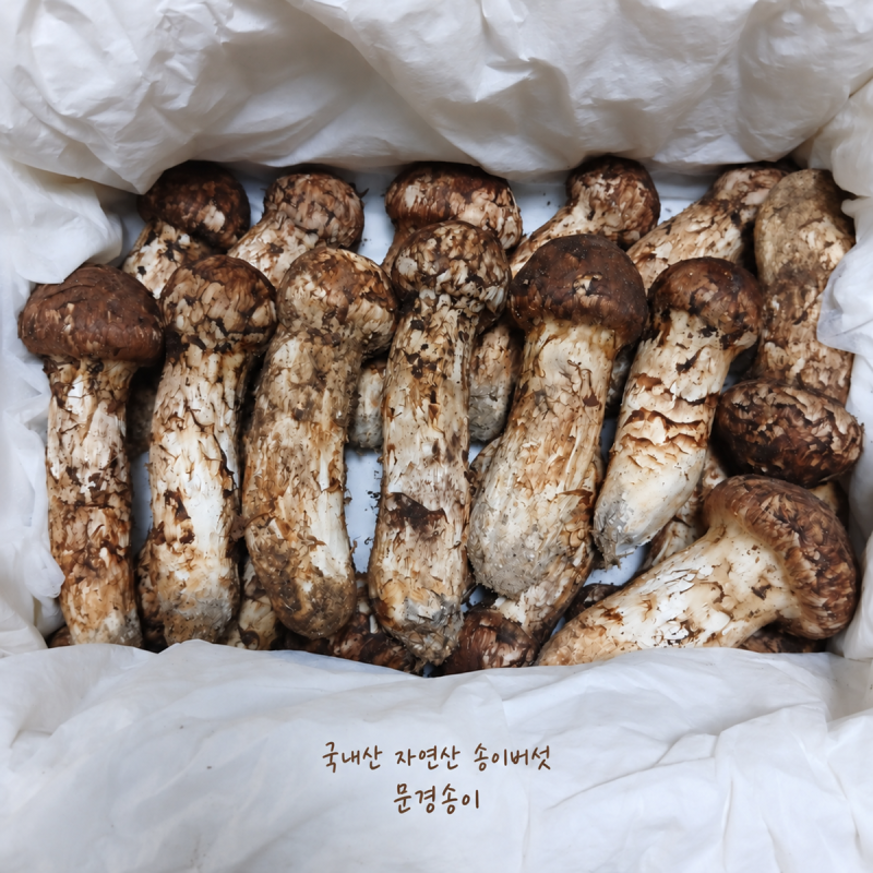 국내산 자연산 송이버섯 가격 부담 낮춘 명절선물 문경송이 후기