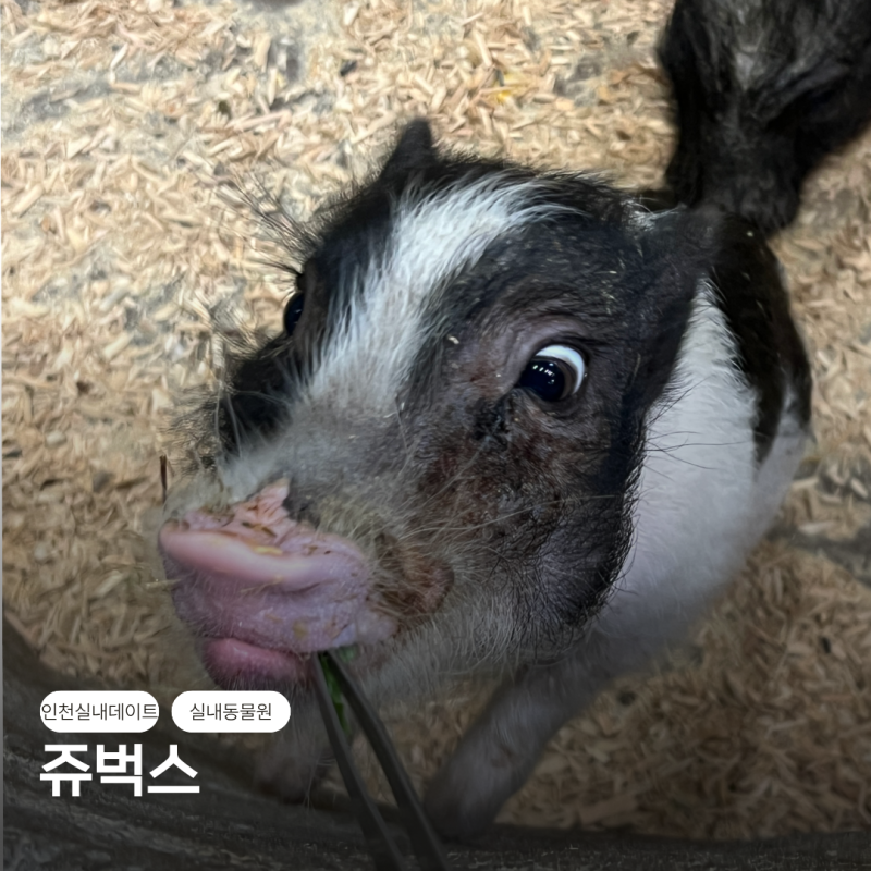 인천 실내 아이들과 가볼 만한 곳 쥬벅스, 남동구 이색 데이트코스로 다녀온 후기
