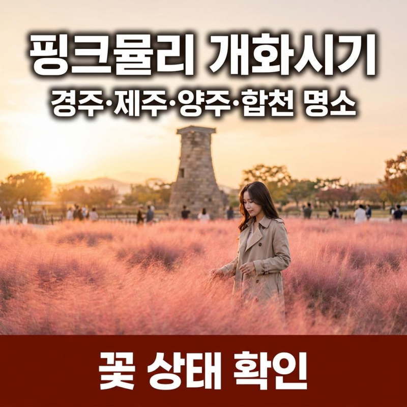 [필독] 핑크뮬리 개화시기 맞춰 다녀온 실시간 현황 및 주차 꿀팁