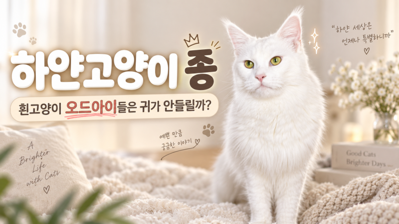 하얀고양이 종과 흰고양이는 귀가 안 들릴까? 오드아이 청각장애 원인 체크