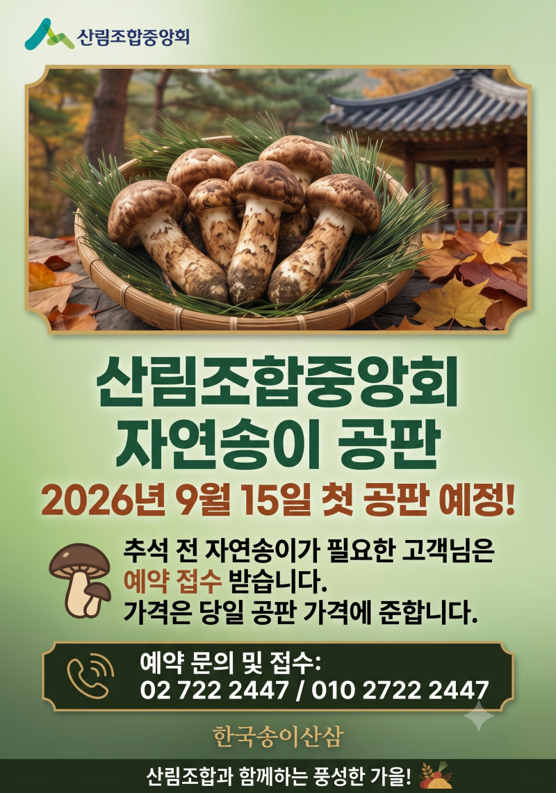 2026년 가을 첫 출하! 삼척·양양 자연산 송이버섯·능이버섯 공판 시세 및 신선 배송 안내