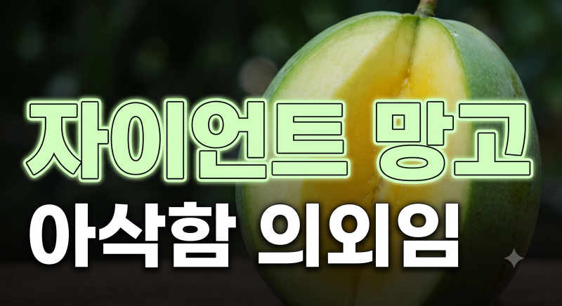 자이언트 그린 망고 효능 (+맛, 특징, 후숙 방법,보관 팁)