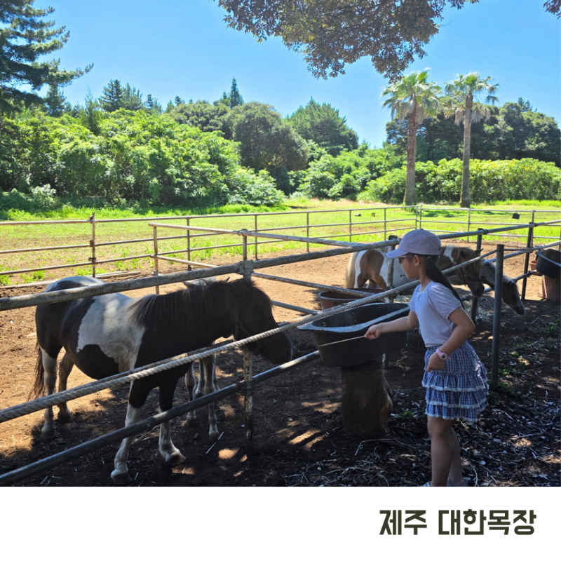 제주 서귀포 아이와 가볼만한곳 대한목장 카페