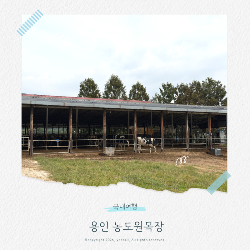 용인 농도원목장 아이와 가볼만한 곳 / 예약부터 체험, 도시락까지 솔직 후기