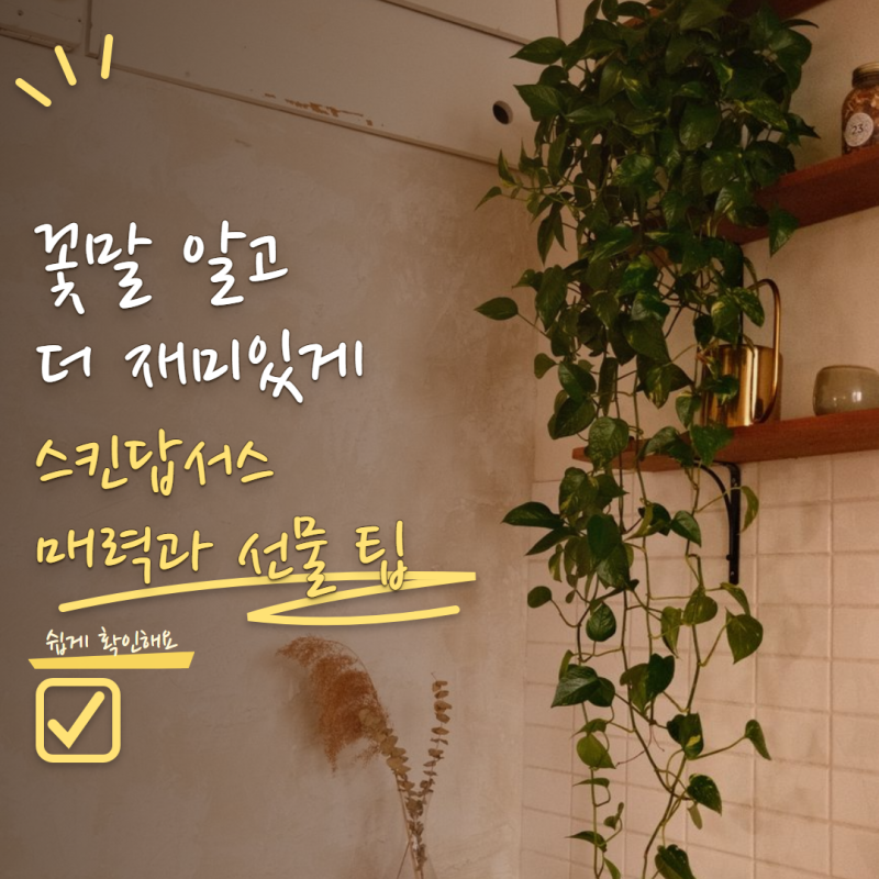 스킨답서스 꽃말 알고 키우면 더 재미있어요! 의미와 집들이 선물로 좋은 이유