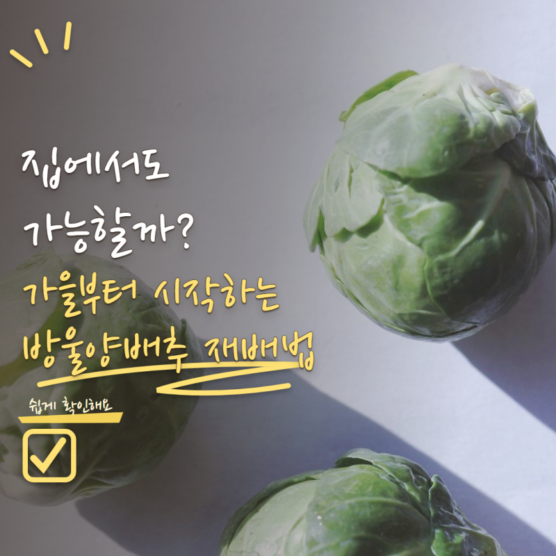 방울양배추 키우기 정말 집에서도 가능할까? 가을부터 시작하는 재배법