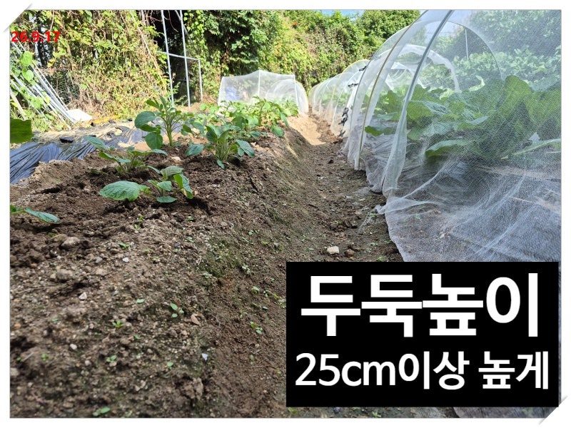 김장배추 무름병, 지난해 배추를 뽑아낸 이유? 35cm 두 줄 재배에서 40cm 한 줄 재배로(feat. 배수....