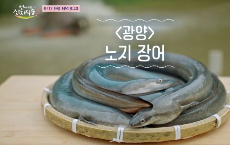 언니네 산지직송3 8회 예고, 광양 노지 장어 4천 마리와 진흙탕 사투(with 지진희)
